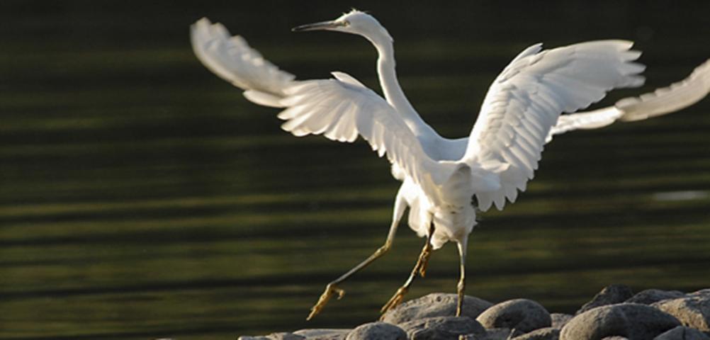 Great white heron