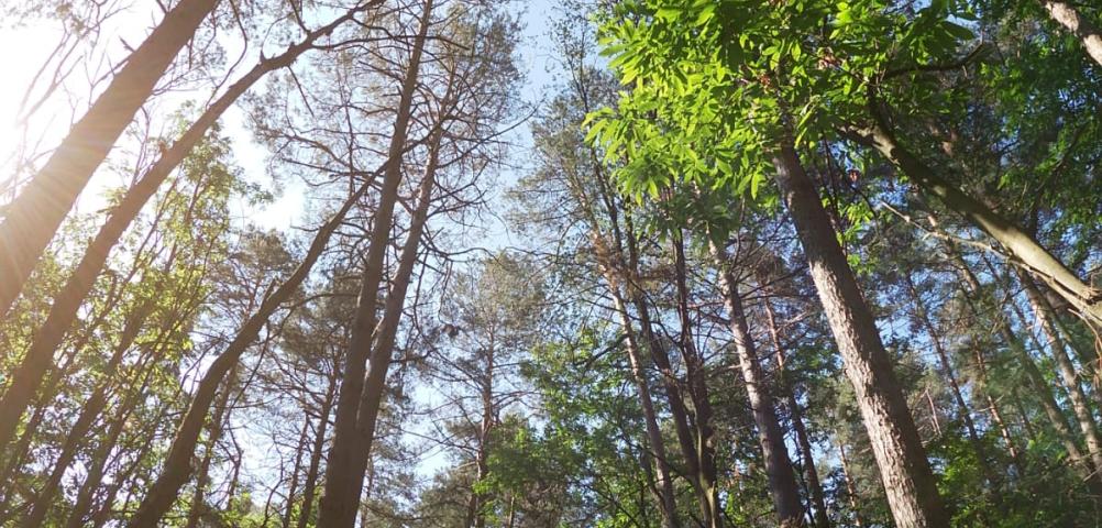 Alberi