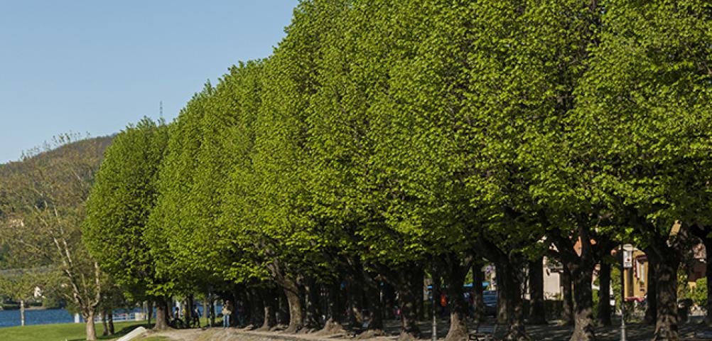 Angera fishermen's lime trees